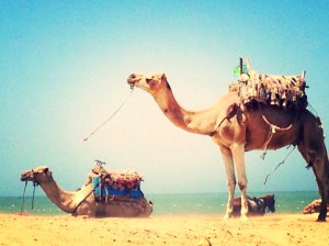 dromadaires